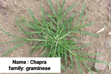 Chapra